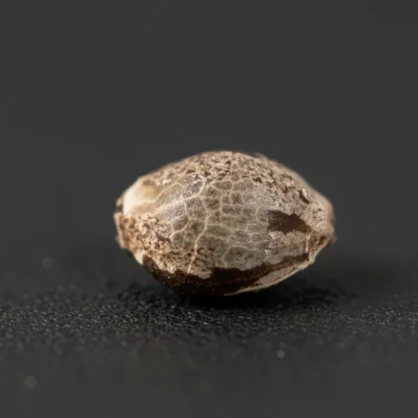 Frosted Chem — image 3