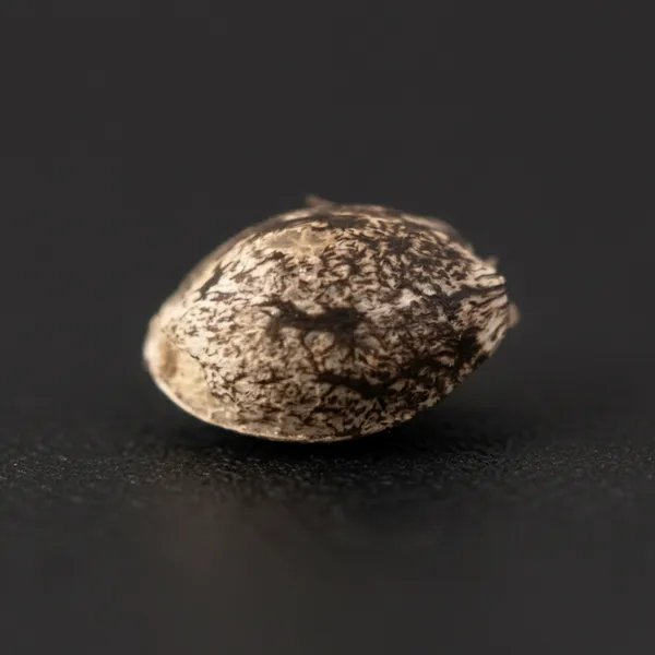 Silver Chem — image 3
