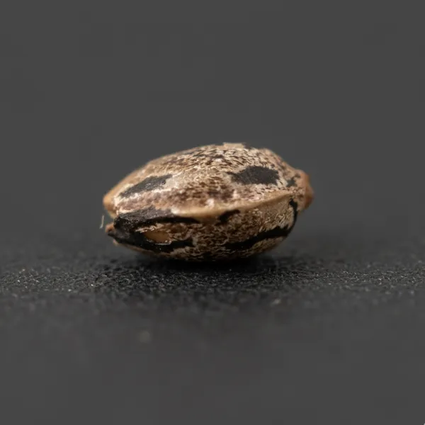 Dusty OG Auto — image 3