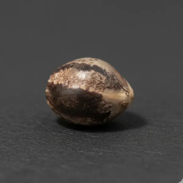 Sour Lantern Auto — image 3
