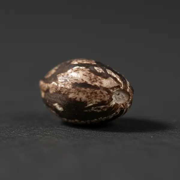 Copper Kush Auto — image 3